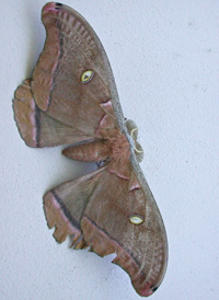 Polyphemus Moth